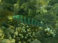 Zesbandlipvis [Thalassoma hardwicke]